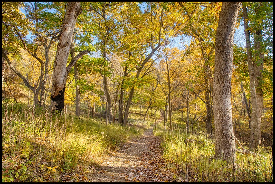 De vuelta en el bosque