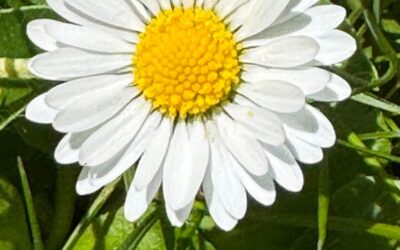 A Daisy
